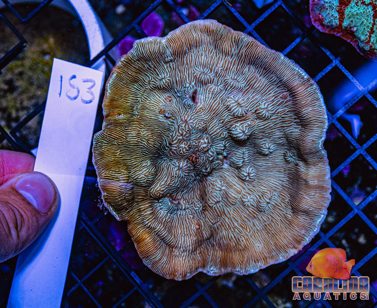 WYSIWYG 153 Plating Coral