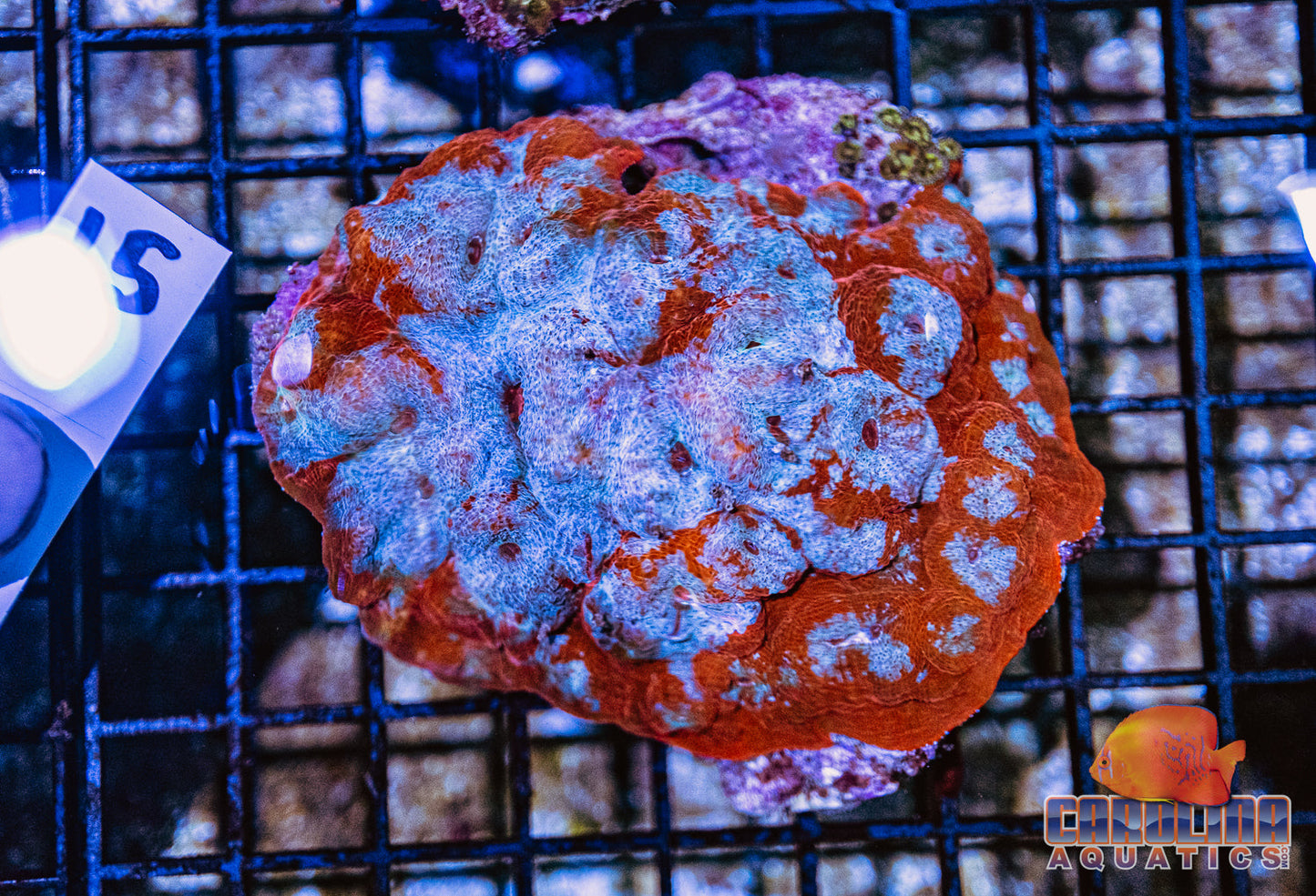 WYSIWYG 15 Mushroom