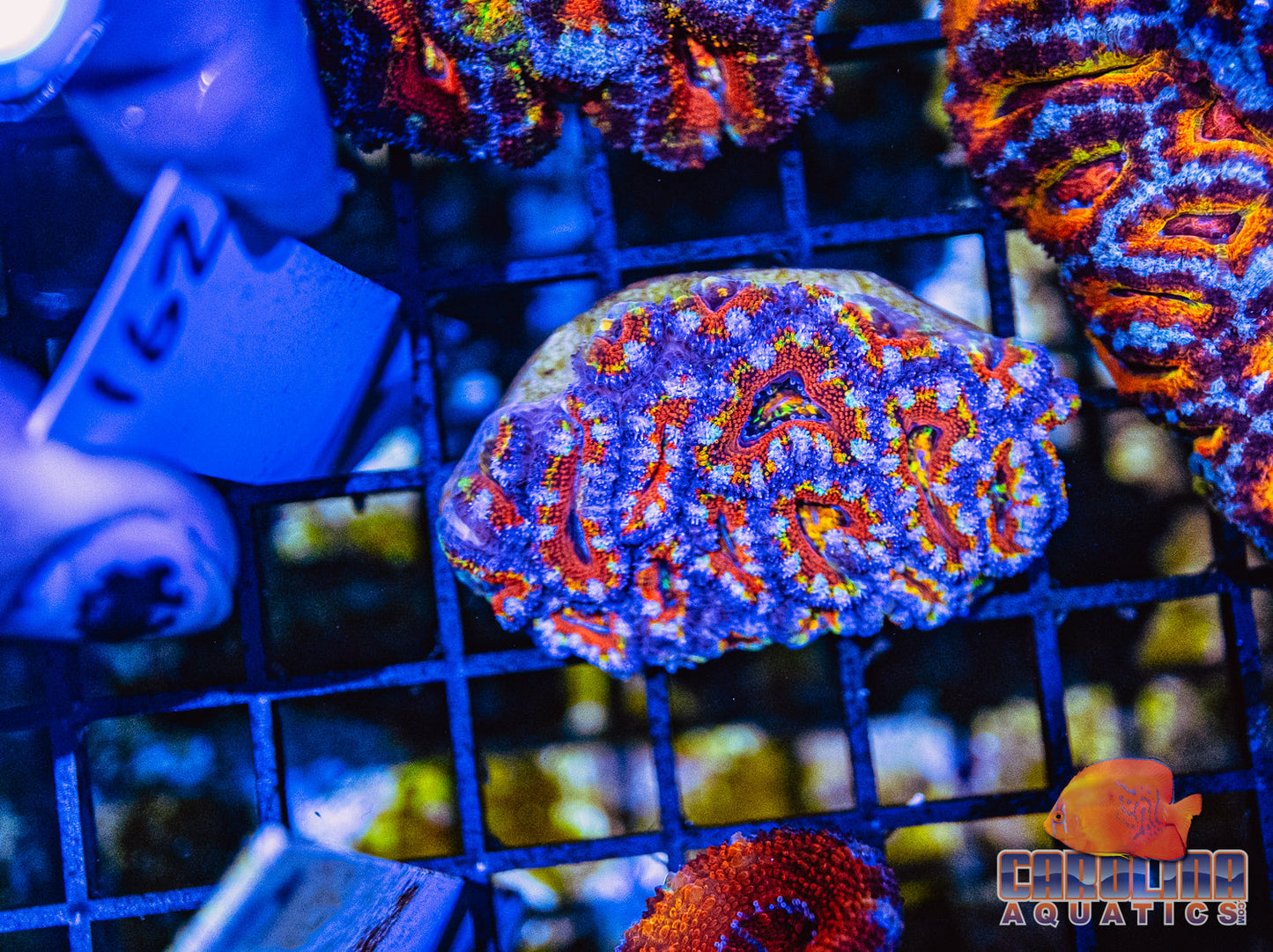 WYSIWYG 162 Acan