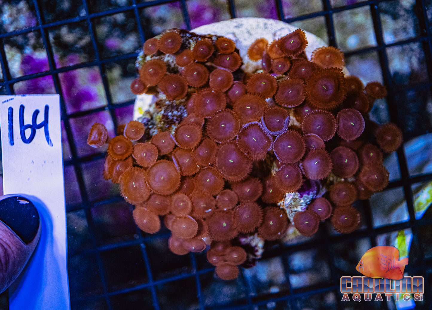 WYSIWYG 164 Button Polyp