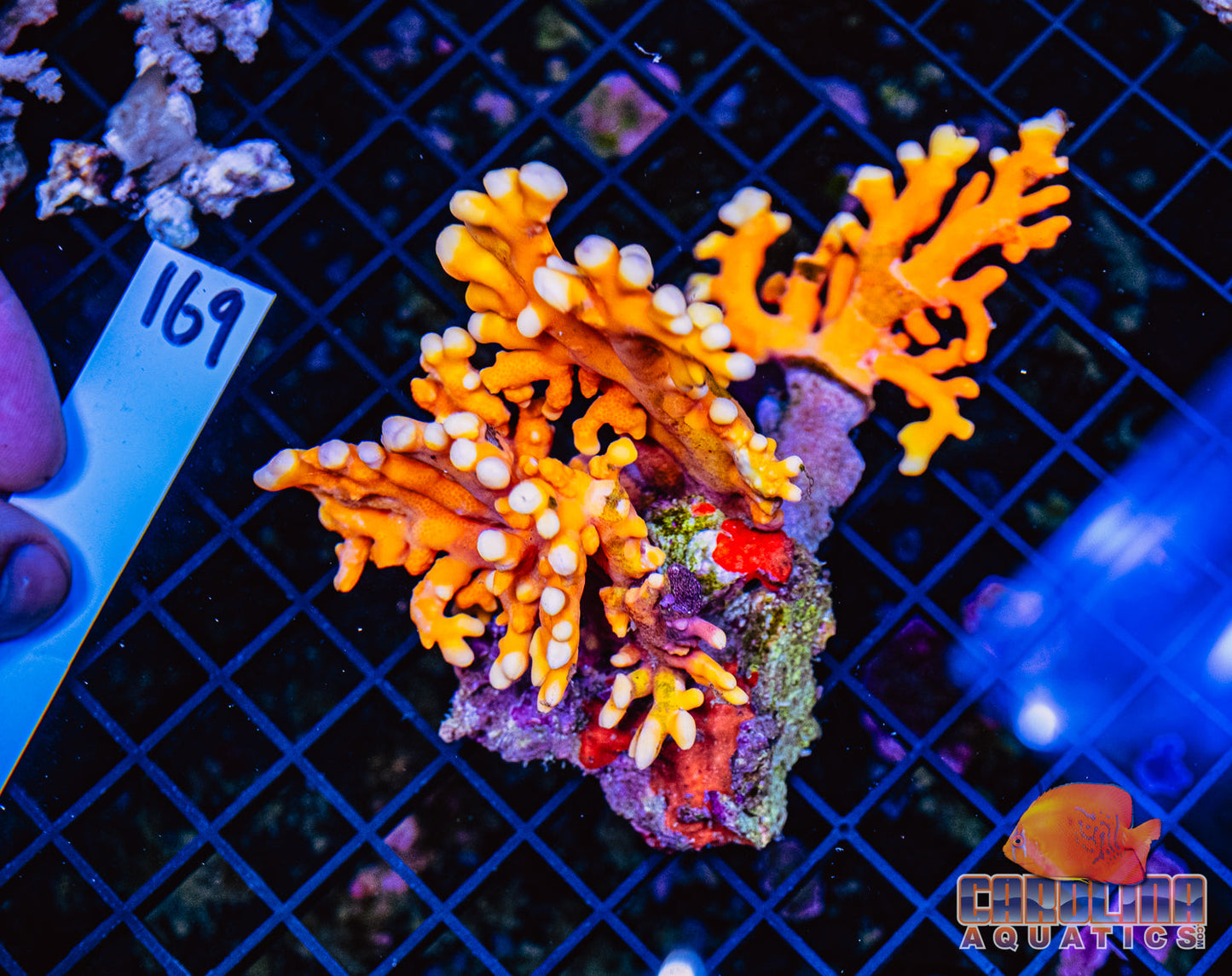 WYSIWYG 169 Lace Coral
