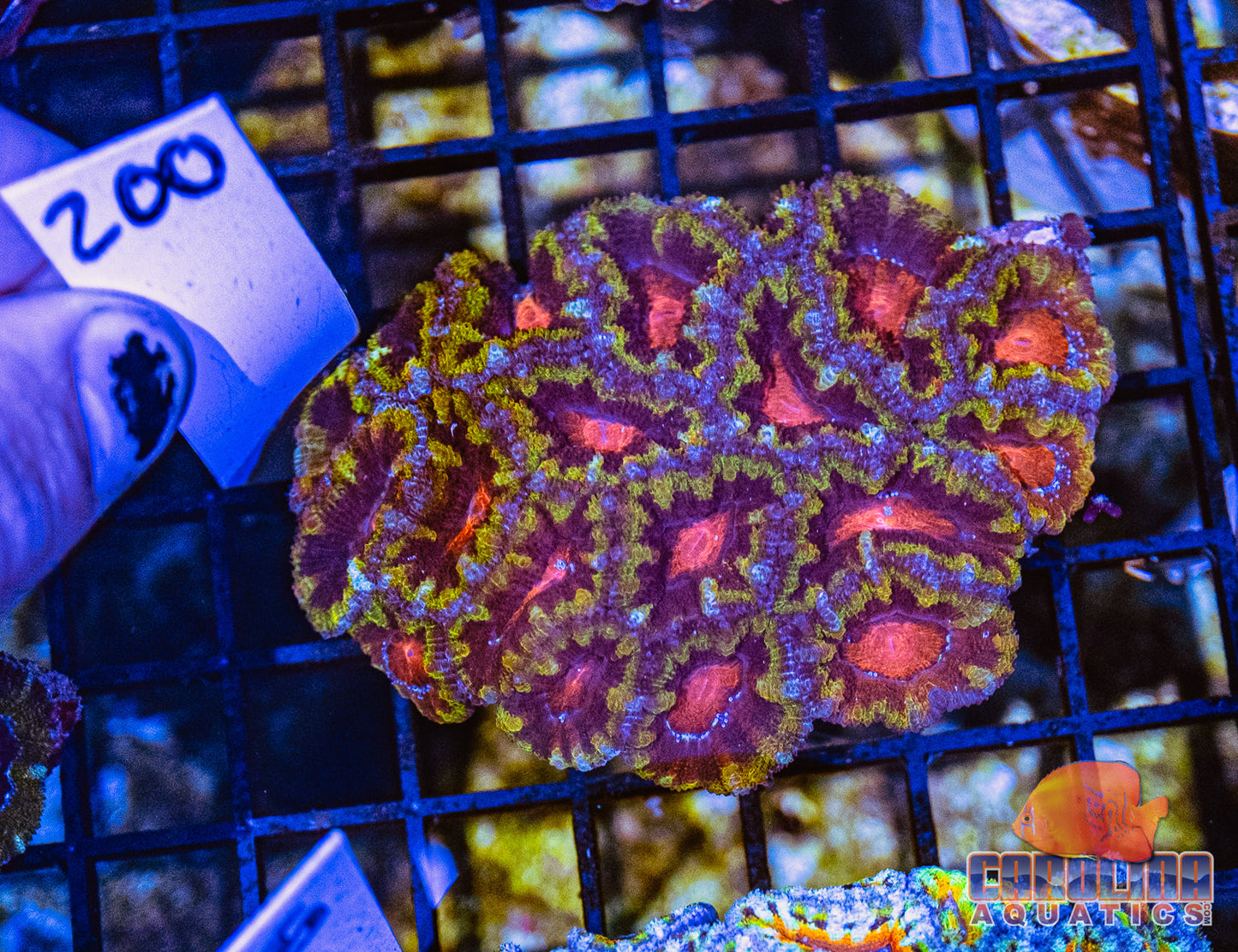 WYSIWYG 200 Acan