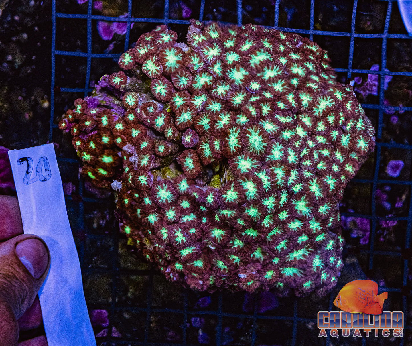 WYSIWYG 20 Bubble Mushroom