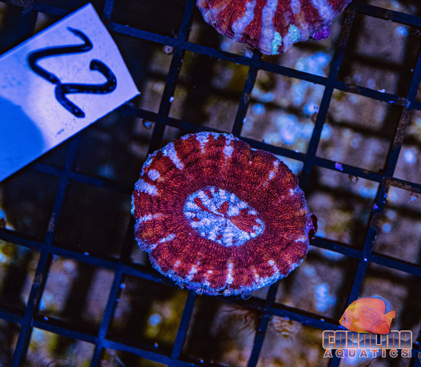 WYSIWYG 22 Rainbow Goniopora