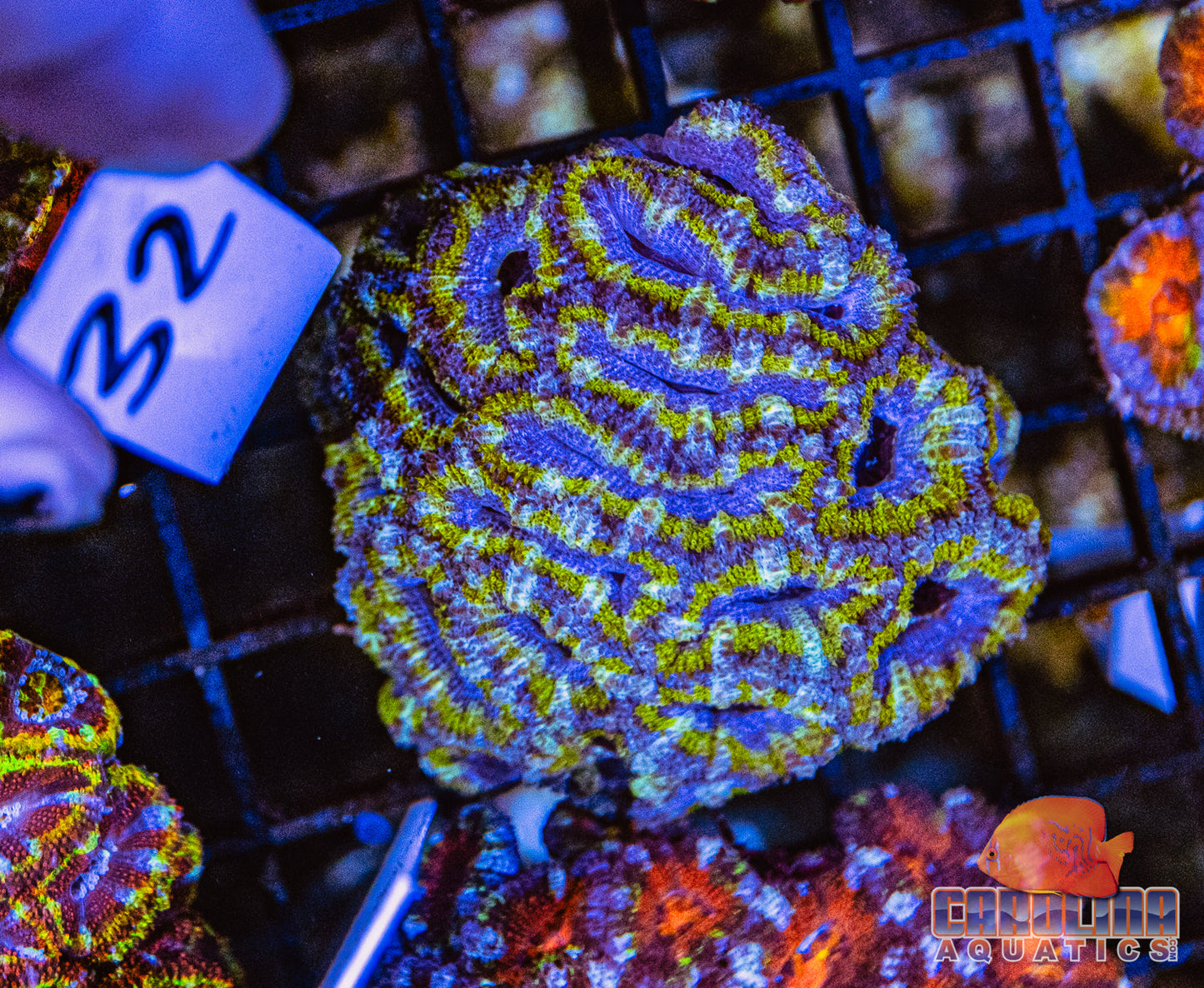 WYSIWYG 32 Acan