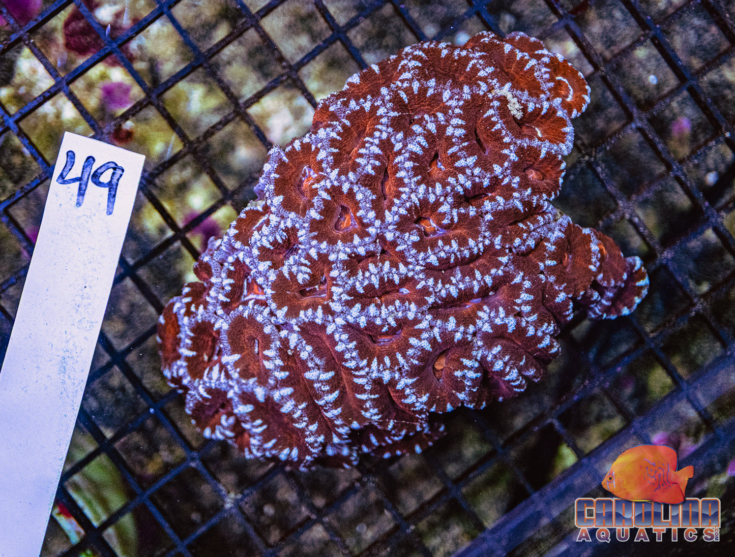 WYSIWYG 49 Acan