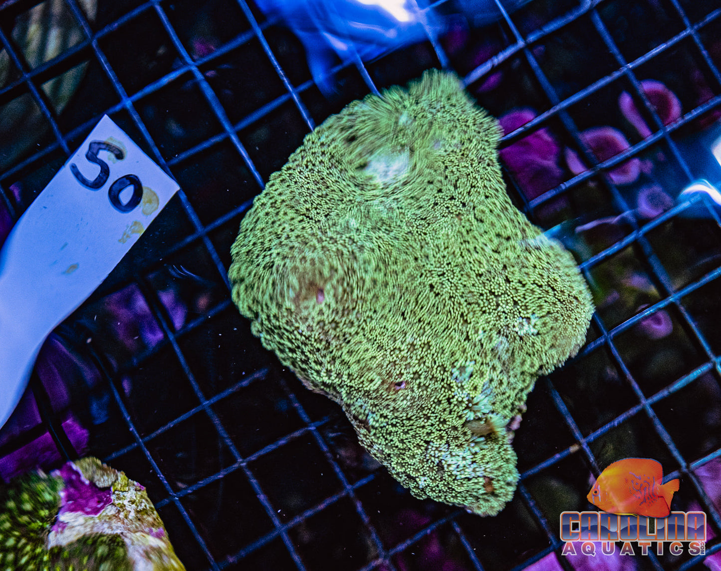 WYSIWYG 50 Goniopora
