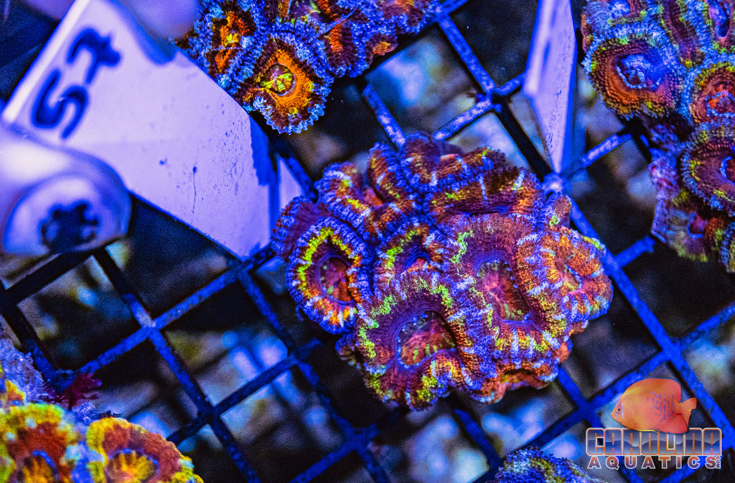 WYSIWYG 57 Acan