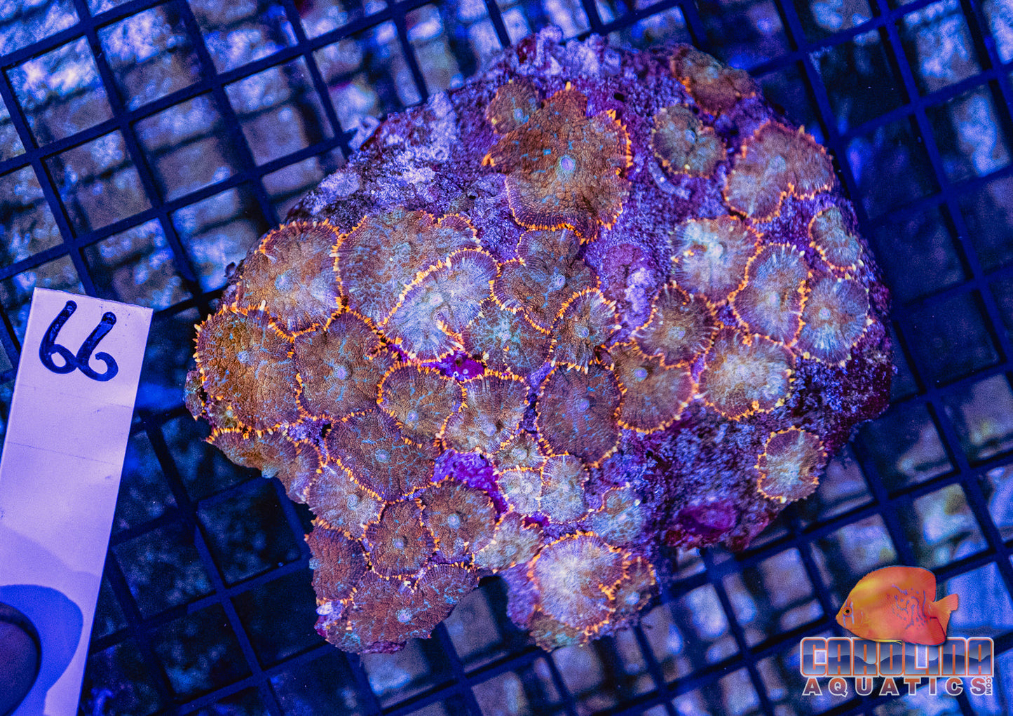 WYSIWYG 66 Mushroom