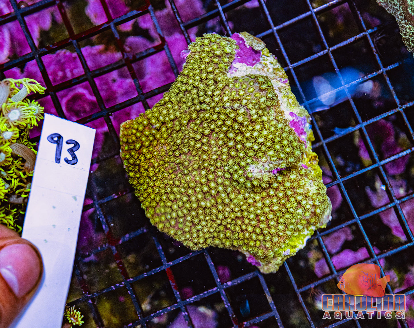 WYSIWYG 93 Goniopora