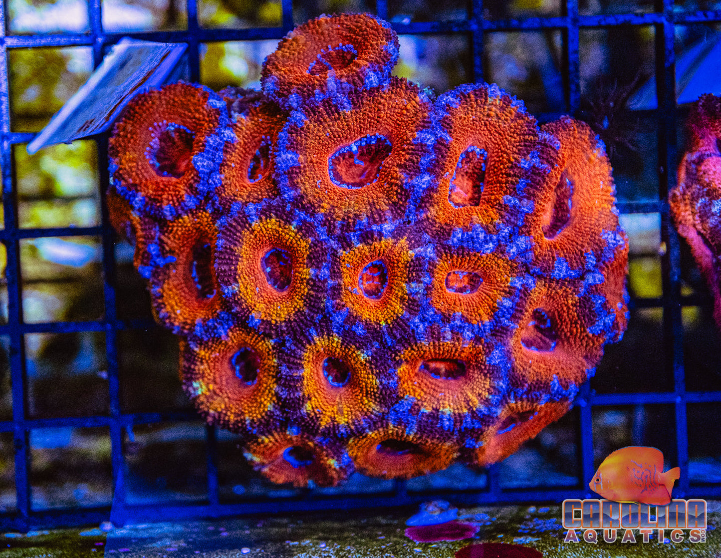 WYSIWYG 95 Acan