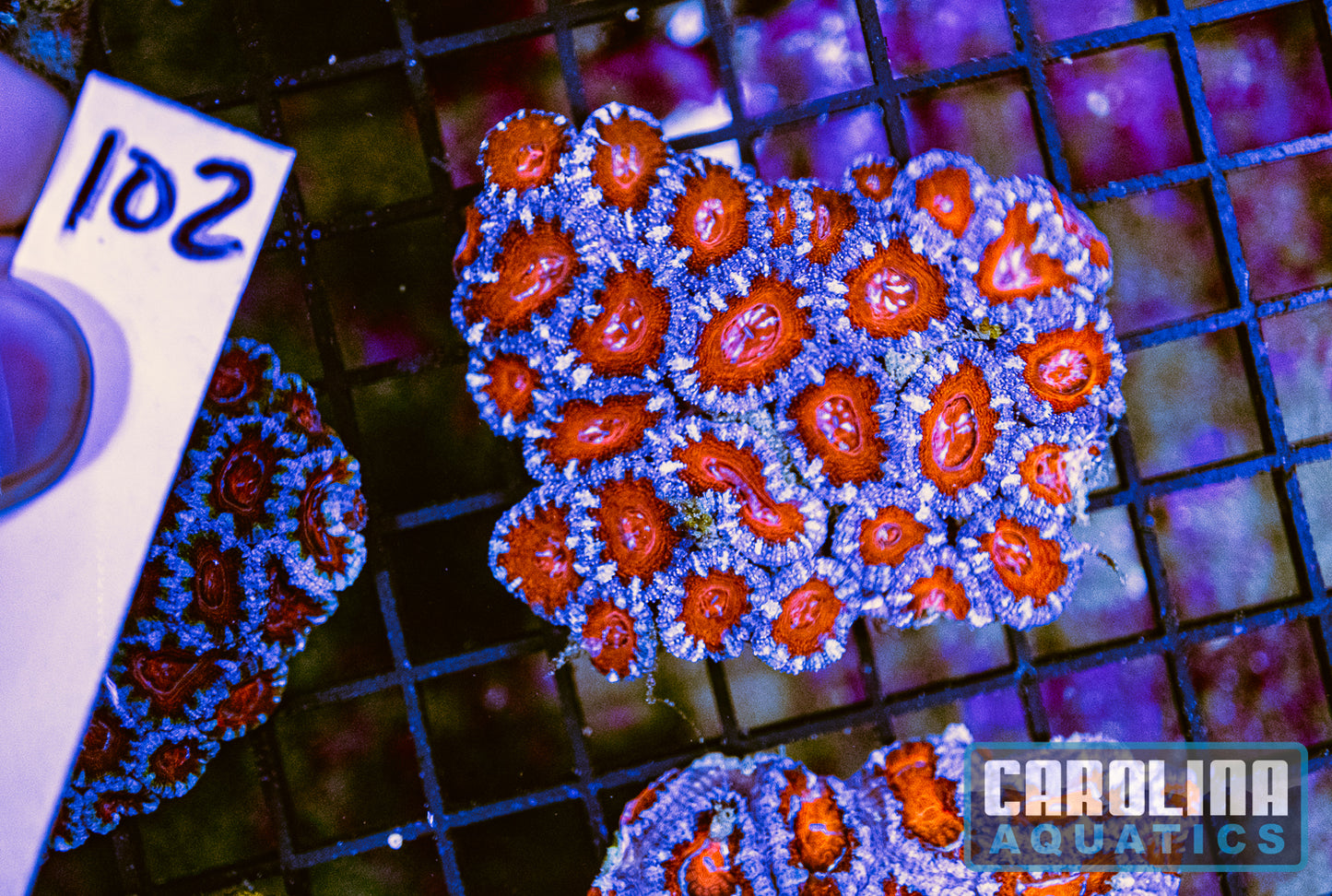 WYSIWYG 102 Acan