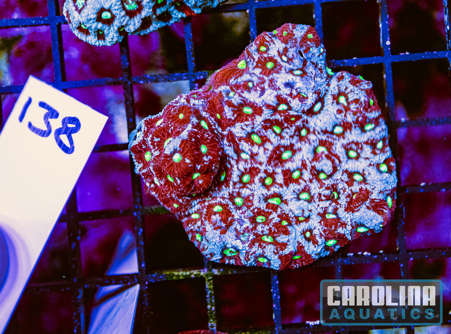 WYSIWYG 138 War Coral