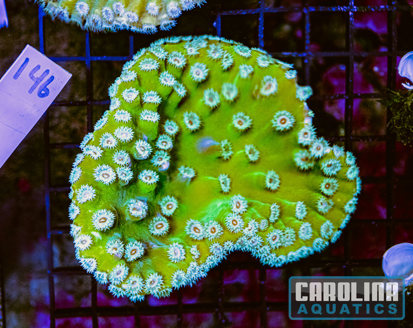 WYSIWYG 146 Cup Coral