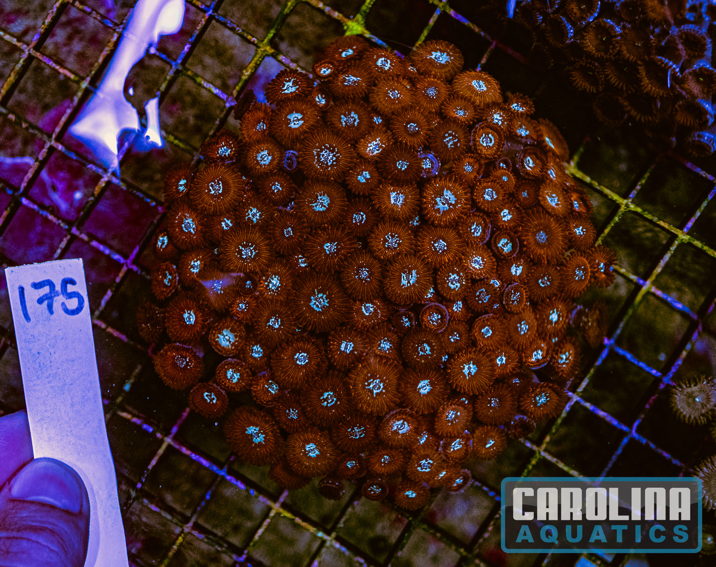 WYSIWYG 175 Button Polyp