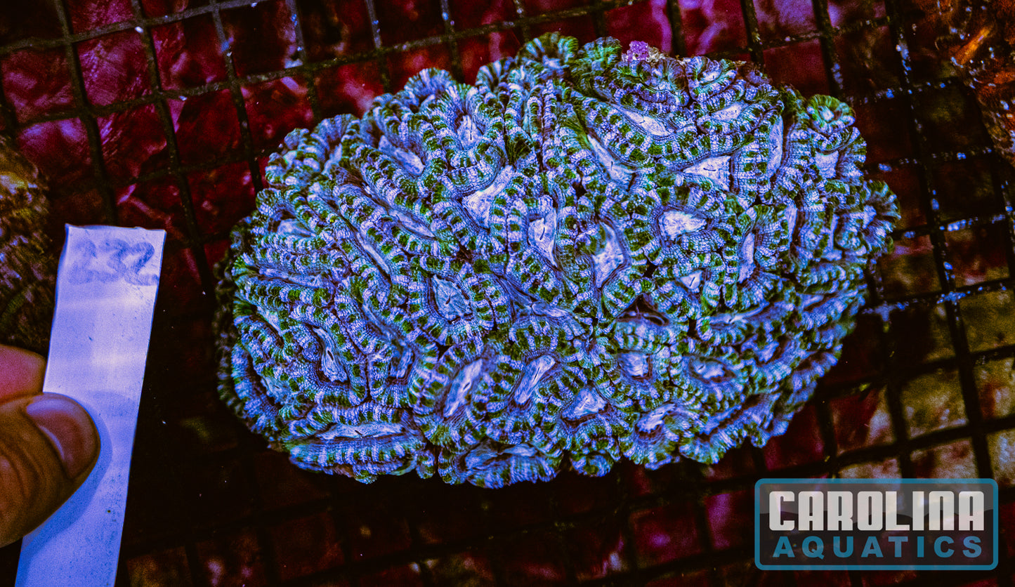 WYSIWYG 232 Acan