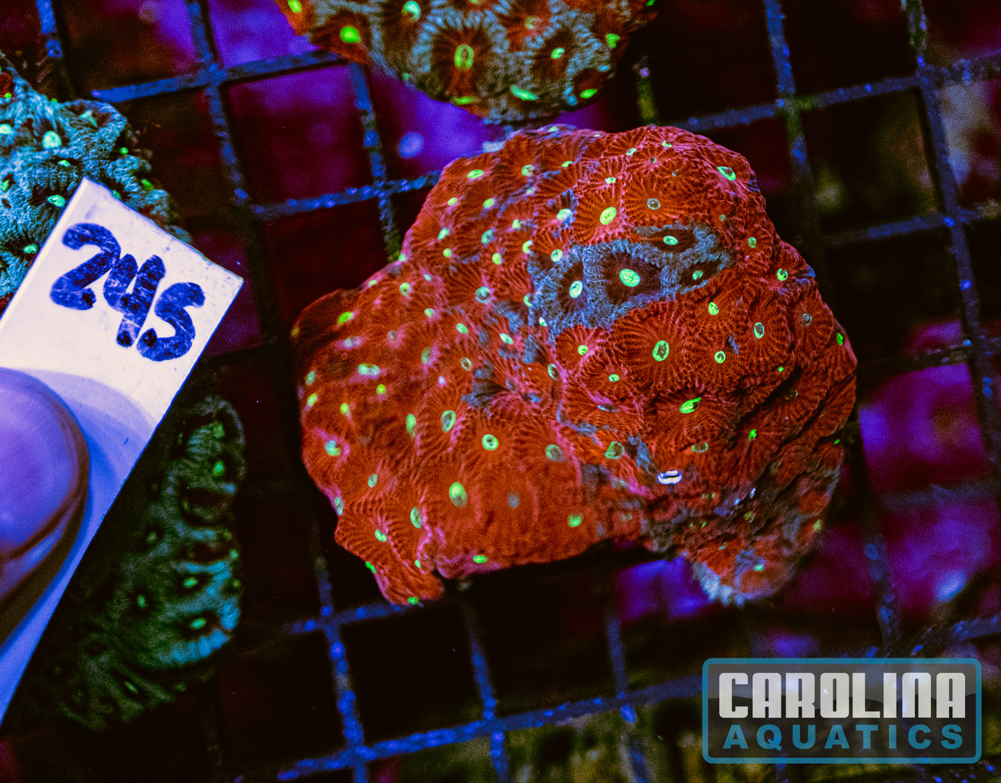 WYSIWYG 245 War Coral