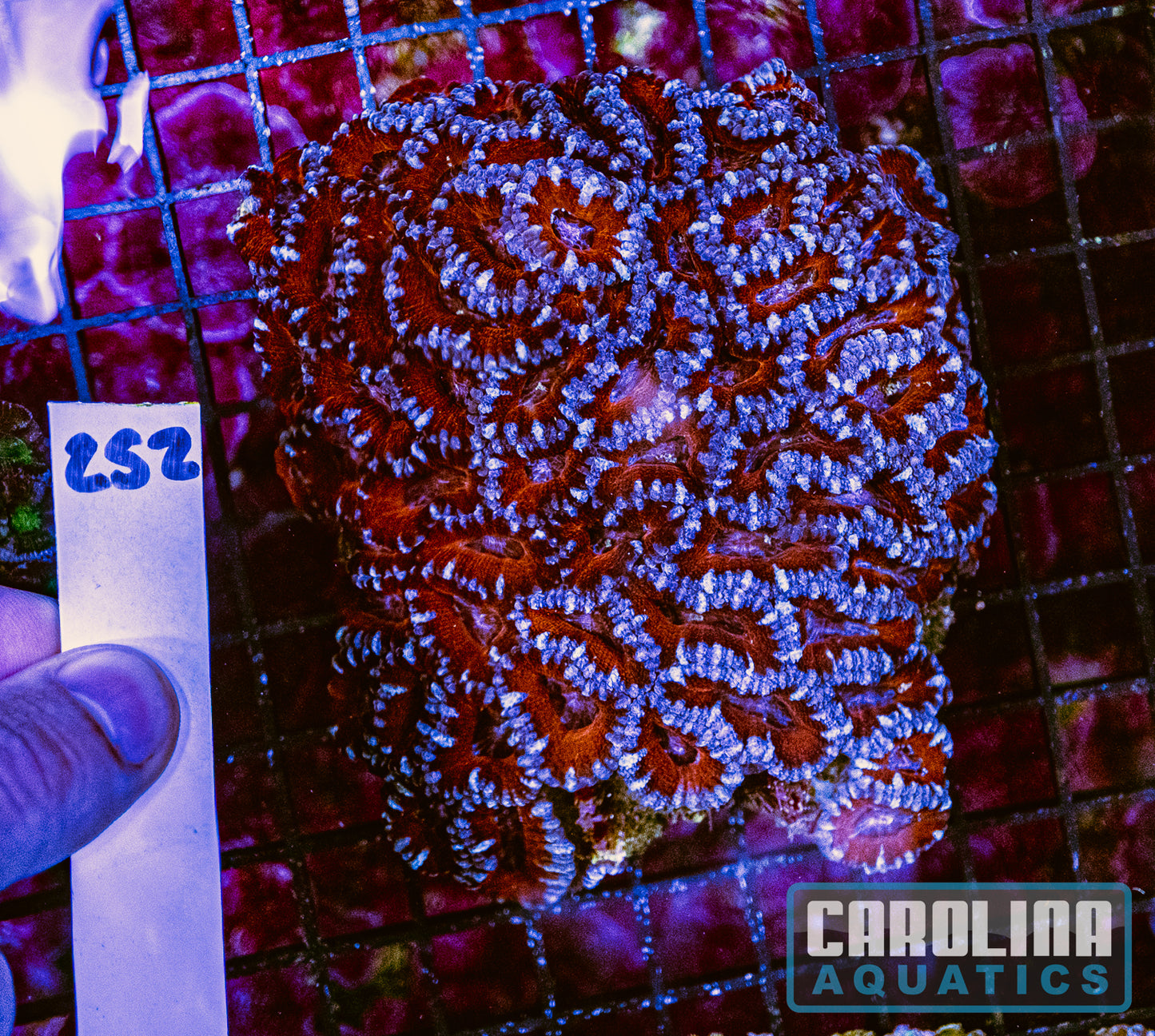 WYSIWYG 252 Acan