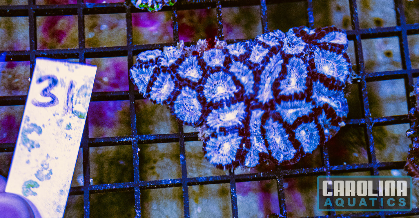 WYSIWYG 31 Acan
