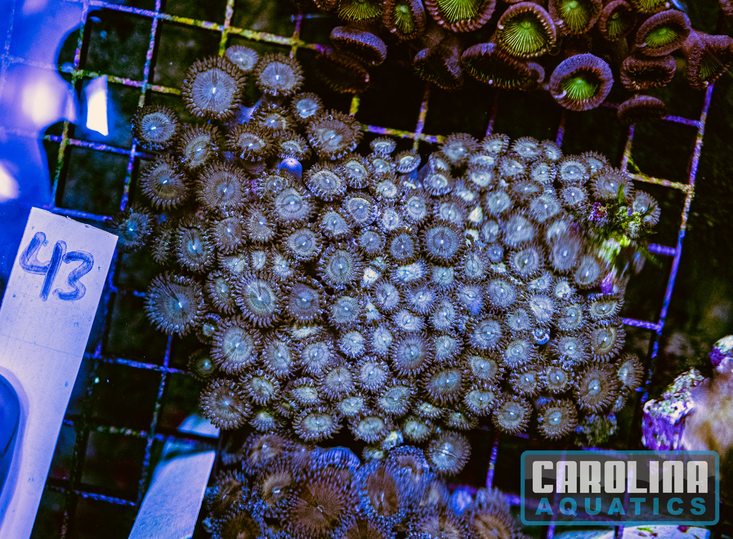 WYSIWYG 43 Zoa