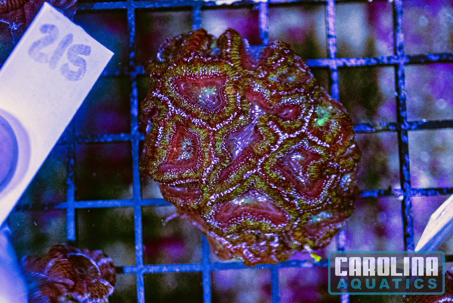 WYSIWYG 215 Acan