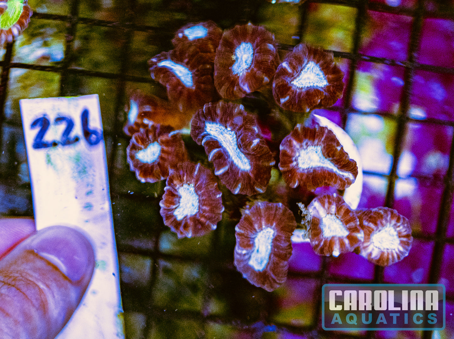 WYSIWYG 226 Caulustrea