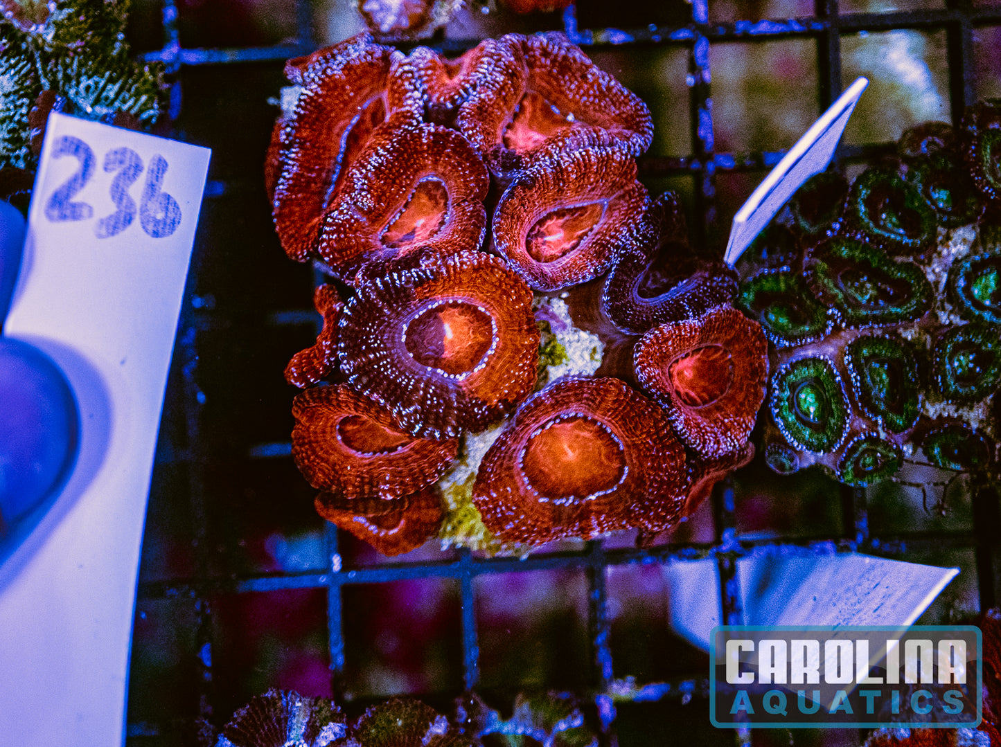 WYSIWYG 236 Acan Split Polyp