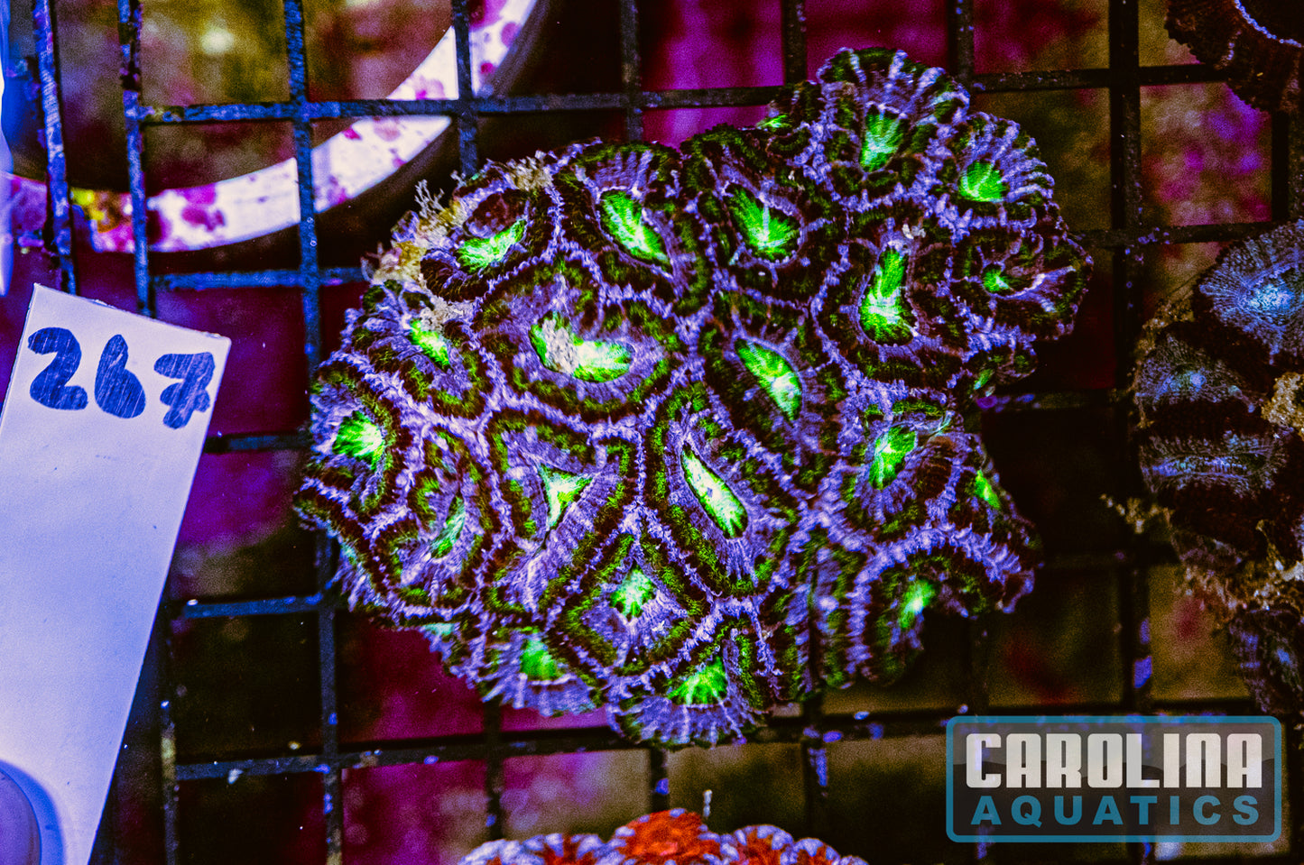 WYSIWYG 267 Acan