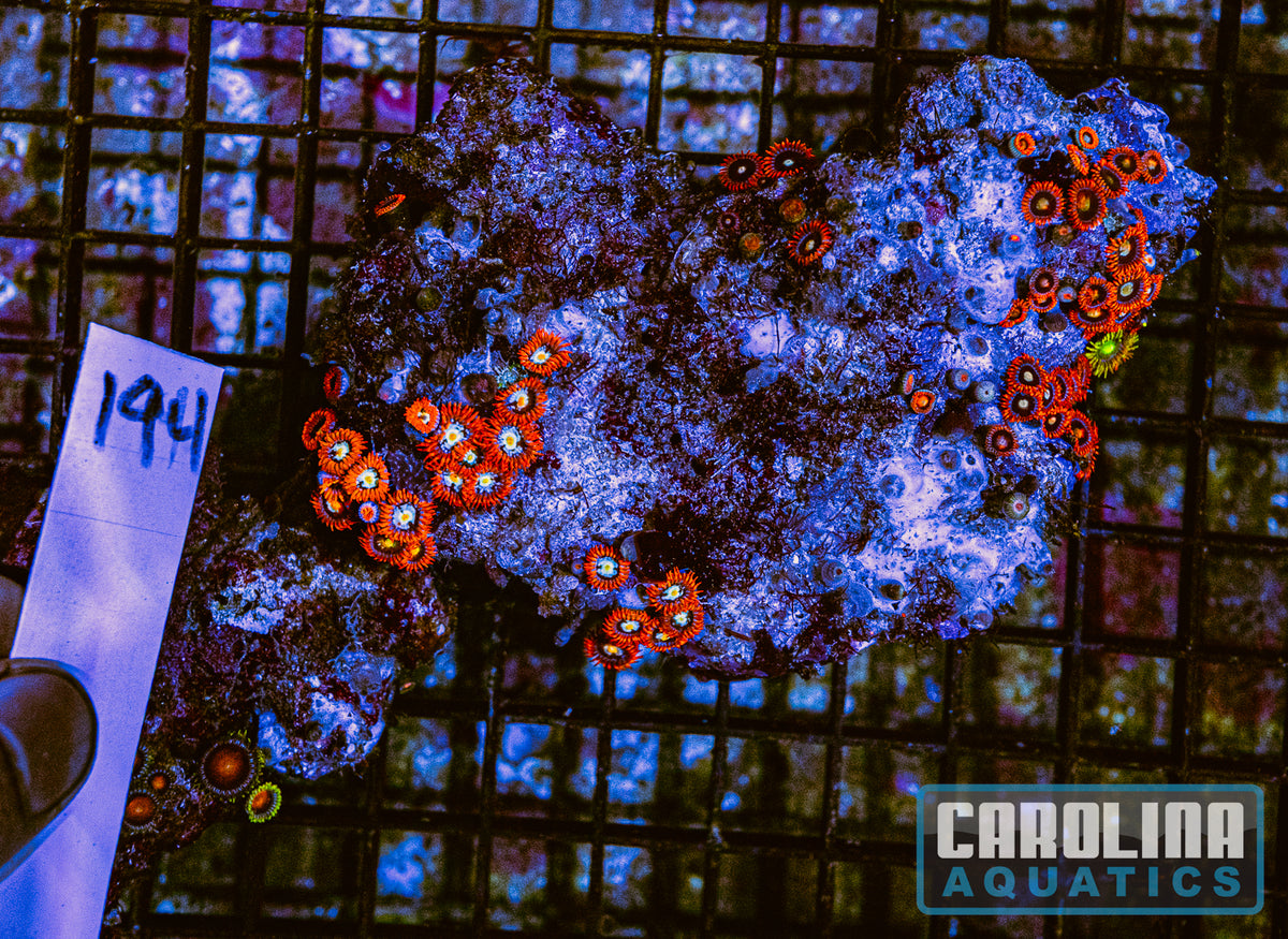 WYSIWYG 194 Fiji Zoa