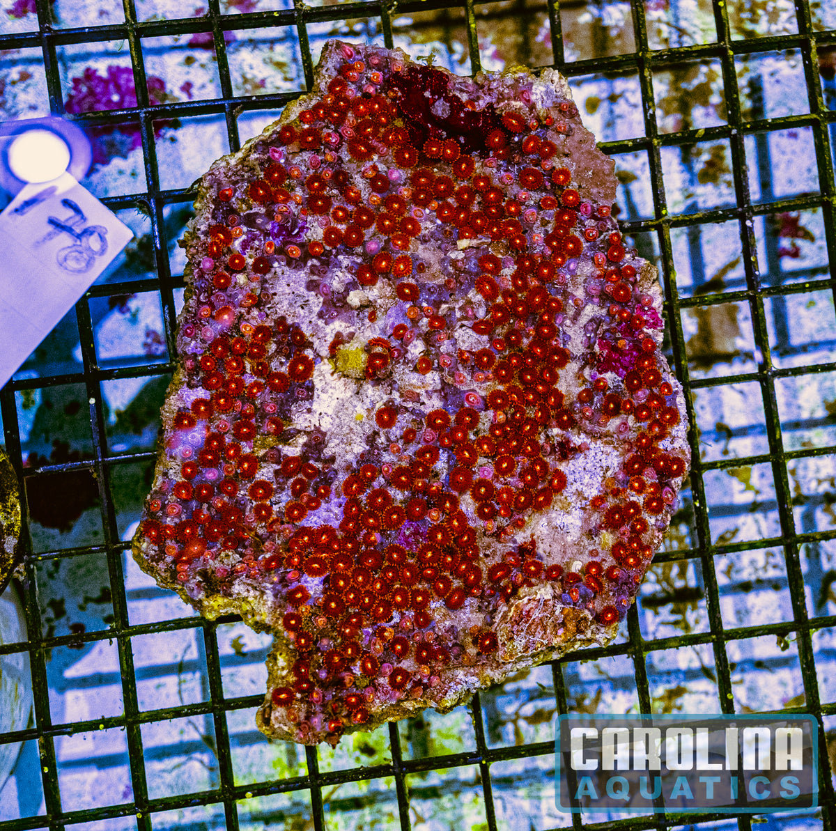 WYSIWYG 178 Micro Zoa