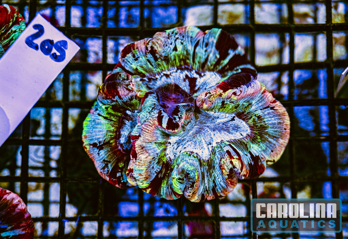 WYSIWYG 205 Wells Brain