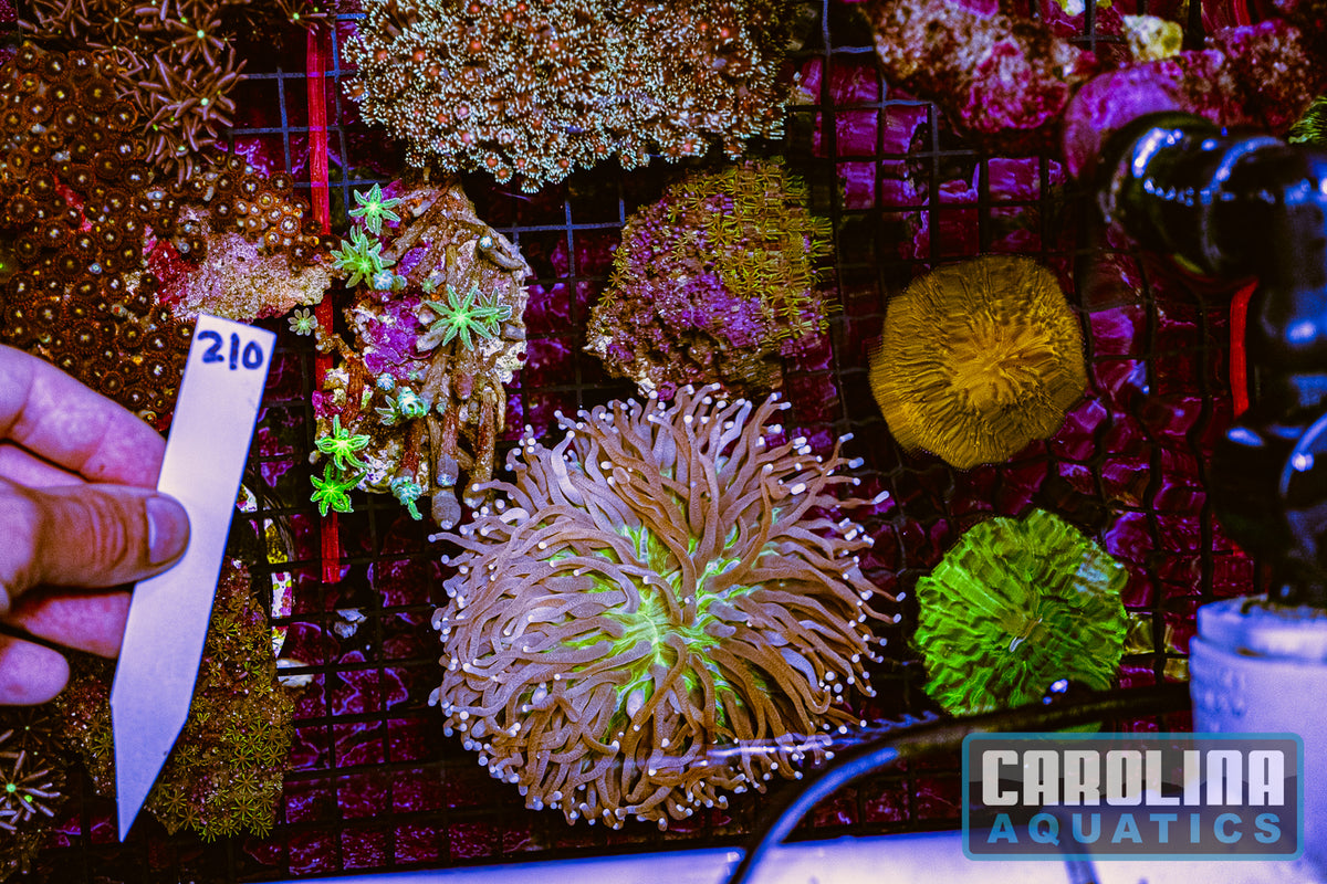 WYSIWYG 210 Coral Lot (24pcs)