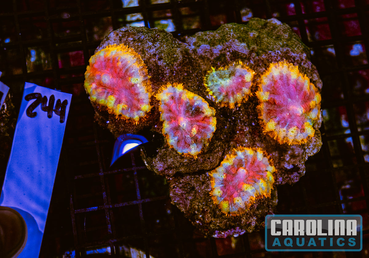 WYSIWYG 244 Mushroom
