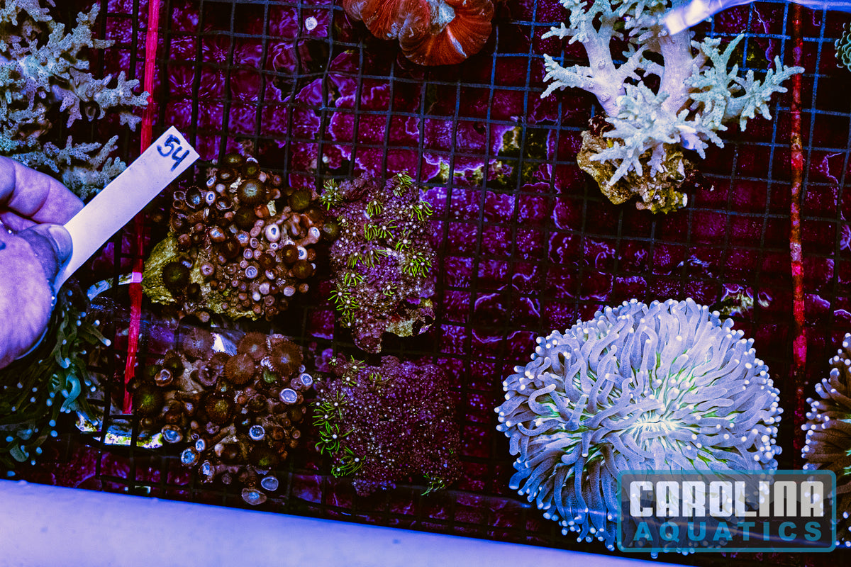 WYSIWYG 54 Coral Lot (25pcs)