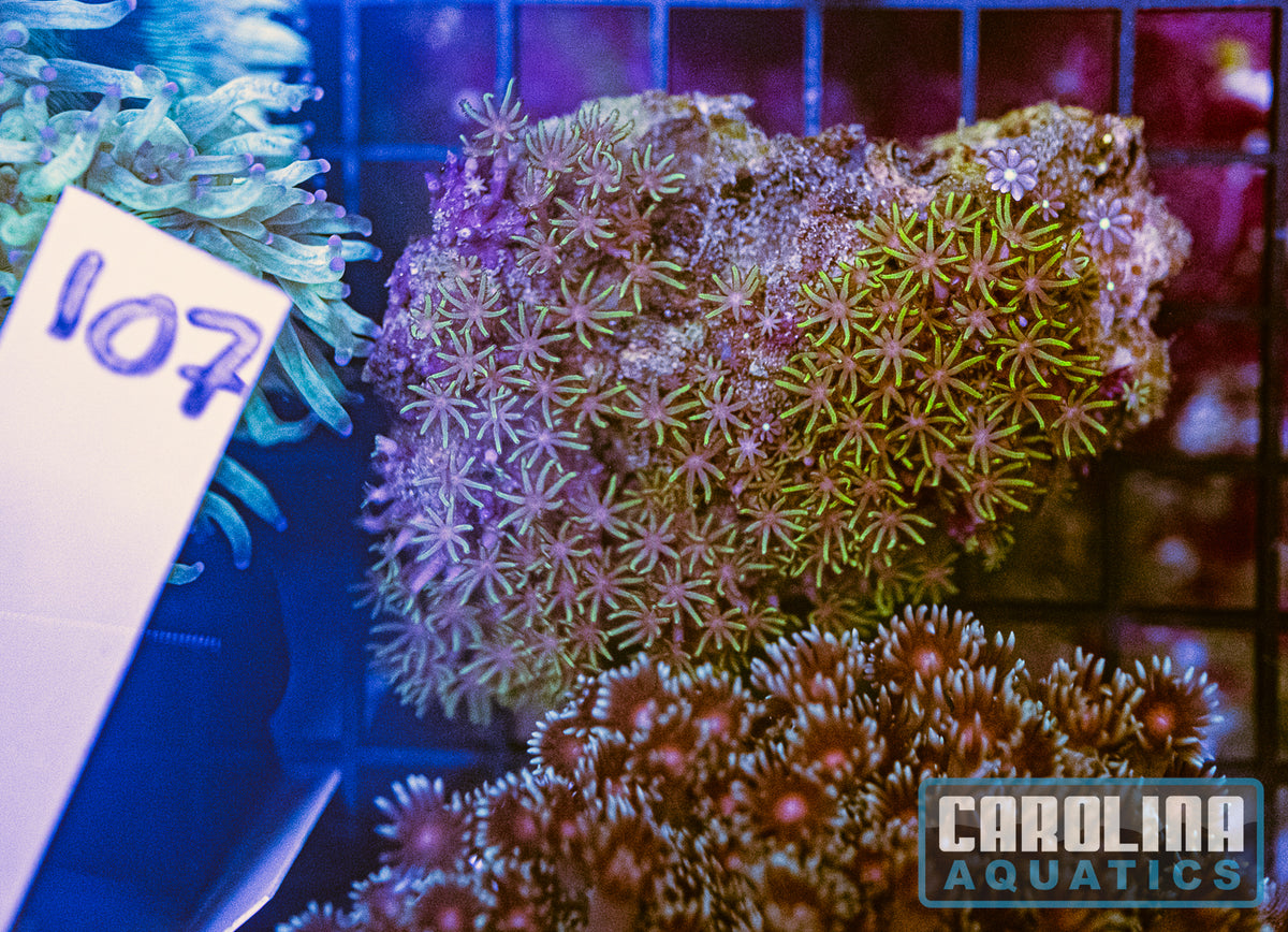 WYSIWYG 107 Green Star Polyp