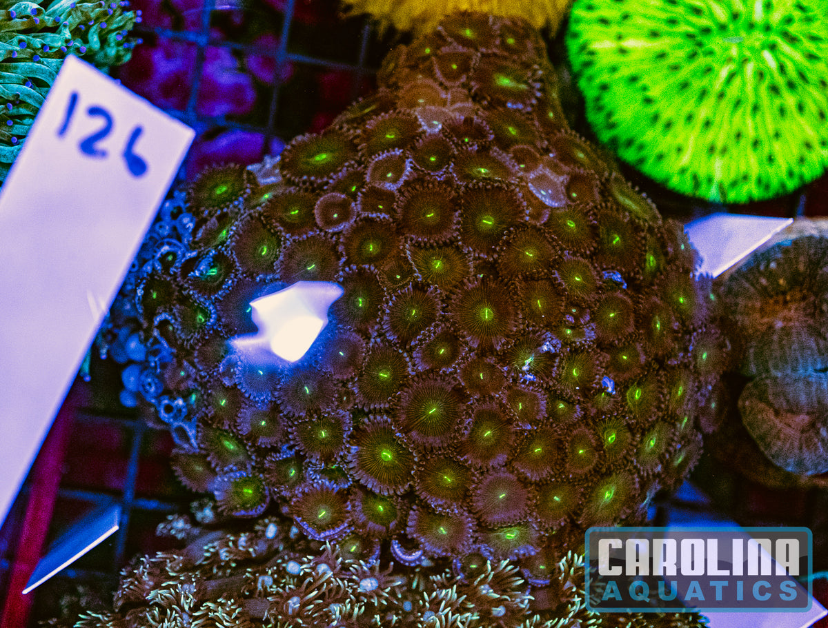 WYSIWYG 126 Button Polyp