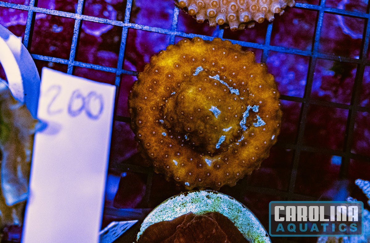 WYSIWYG 200 Cyphastrea