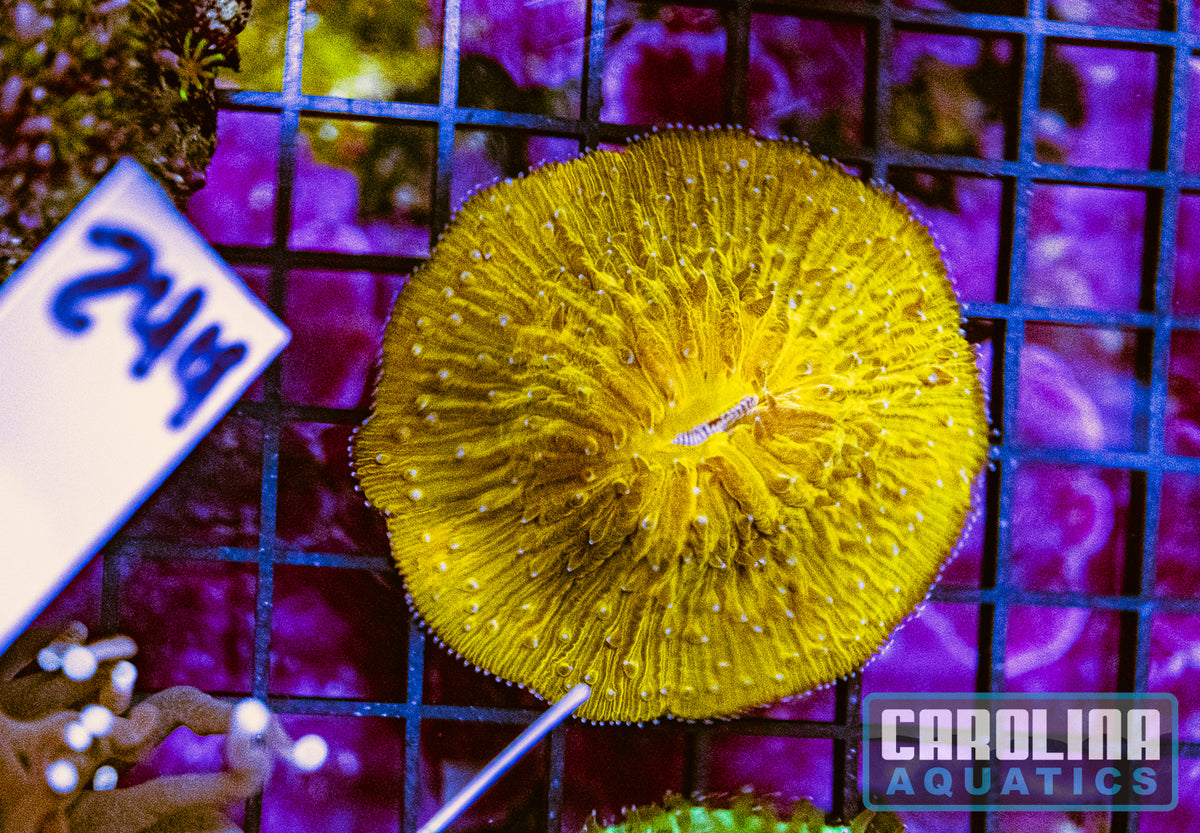 WYSIWYG 244 Plate Coral