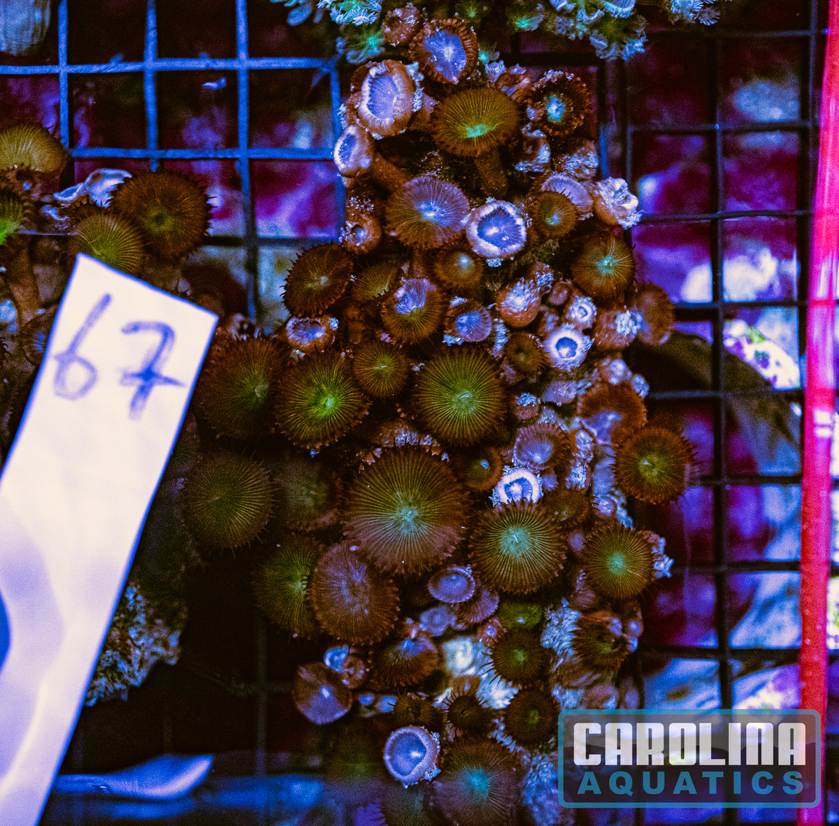 WYSIWYG 67 Button Polyp