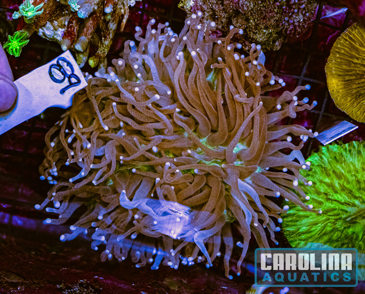 WYSIWYG 89 Plate Coral