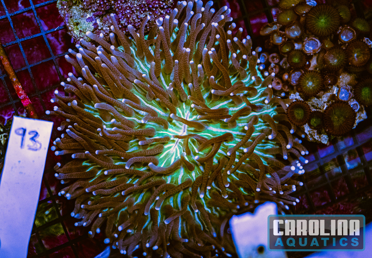 WYSIWYG 93 Plate Coral