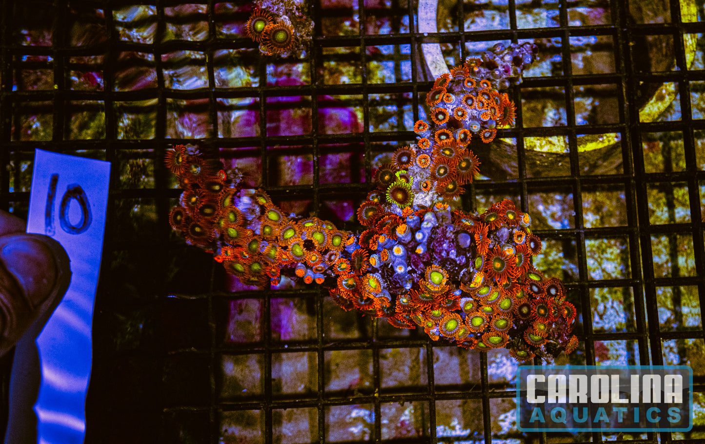 WYSIWYG 10 Fiji Zoa