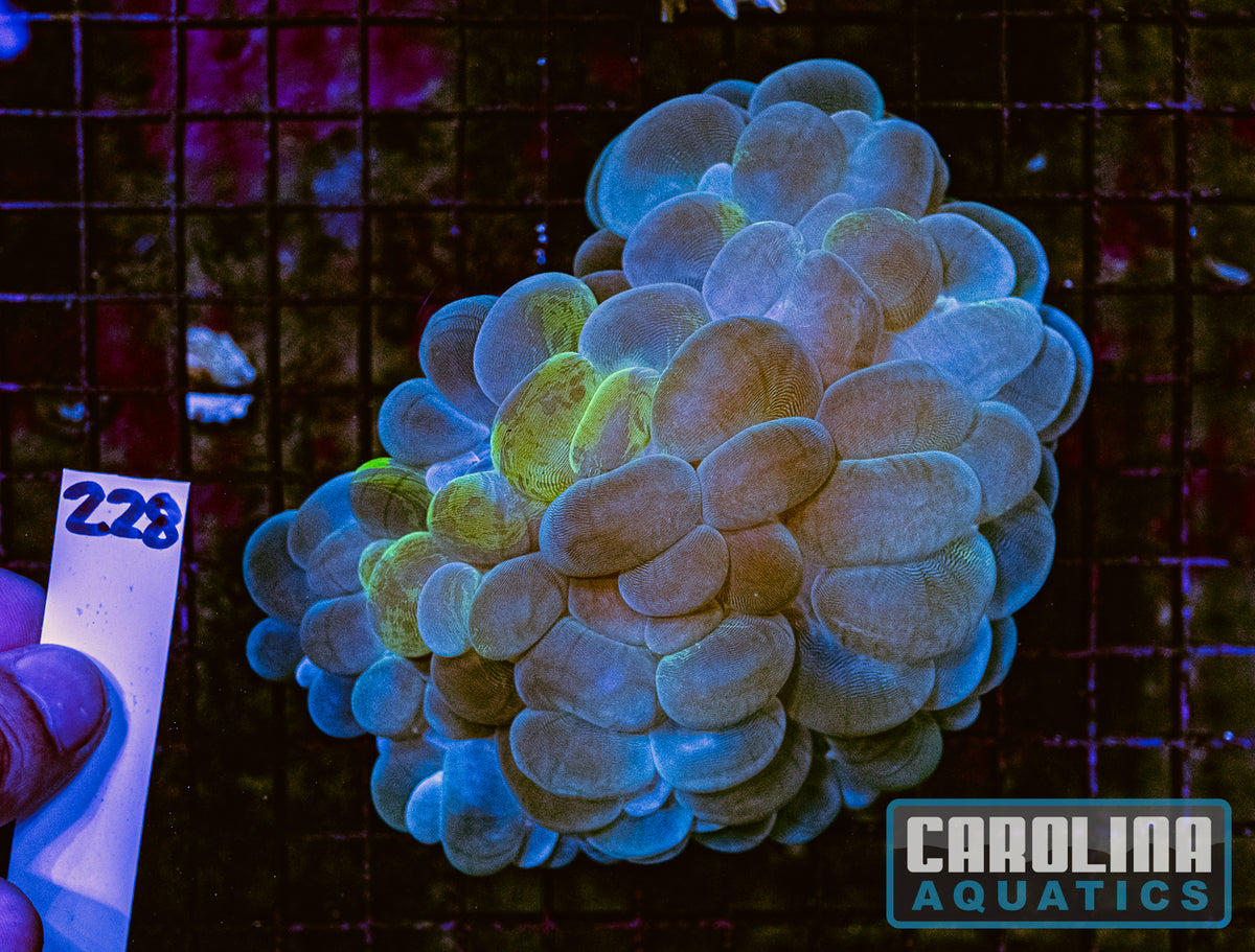 WYSIWYG 228 Bubble Coral