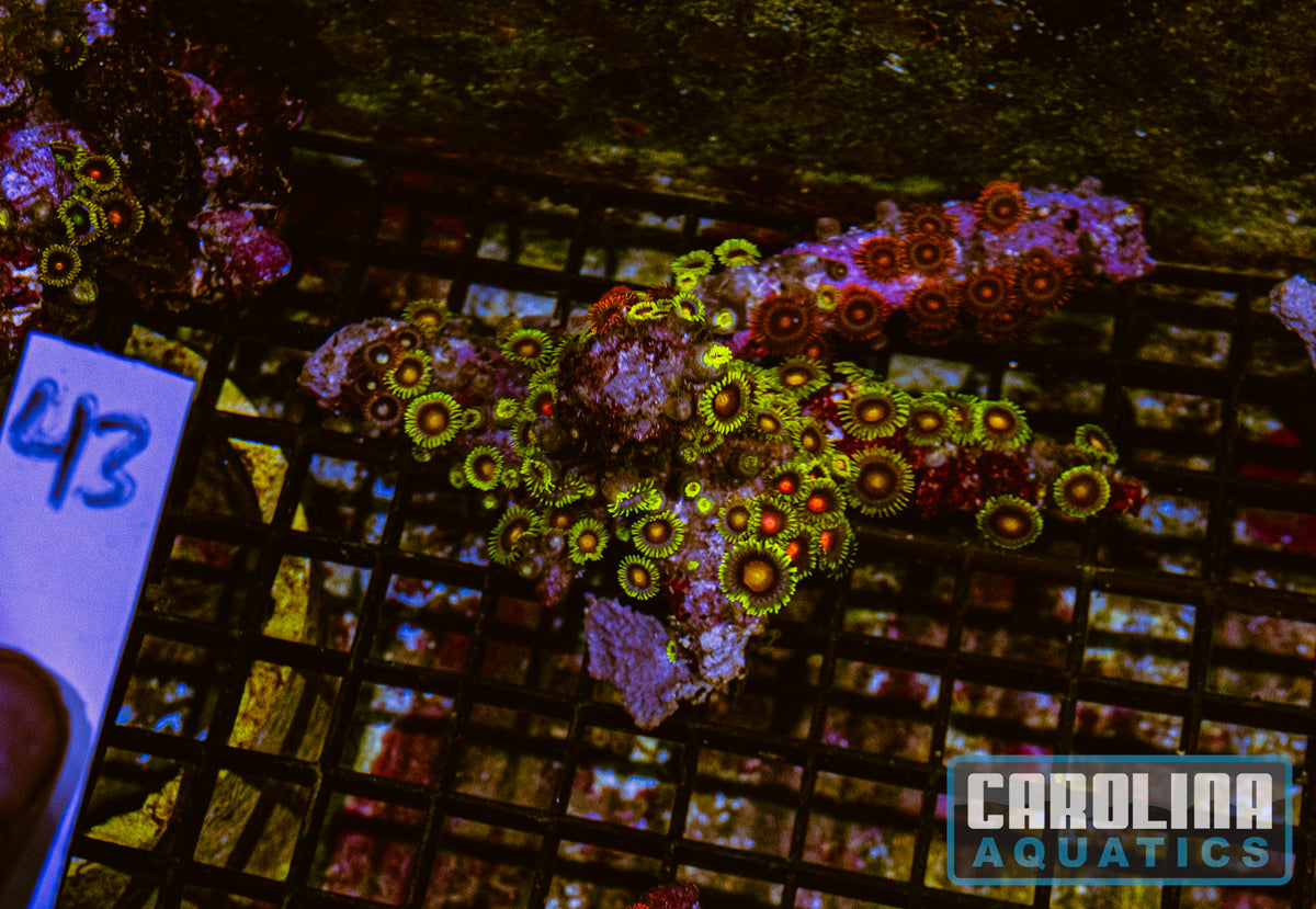 WYSIWYG 43 Fiji Zoa