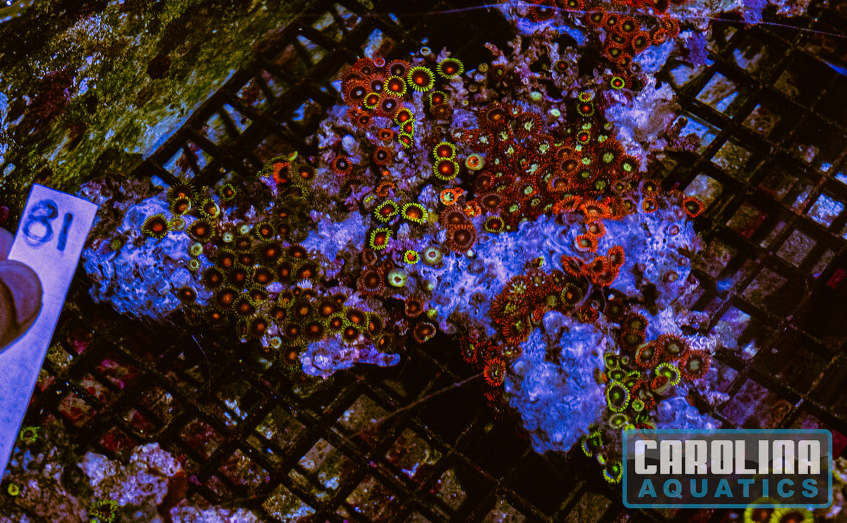 WYSIWYG 81 Fiji Zoa
