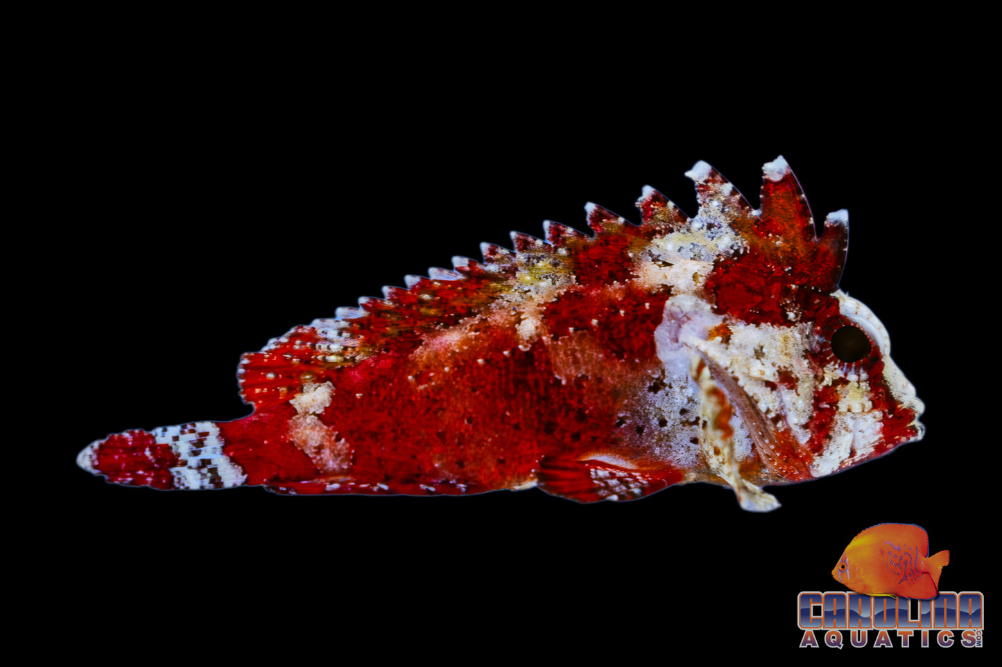 Waspfish - Red Pygmy