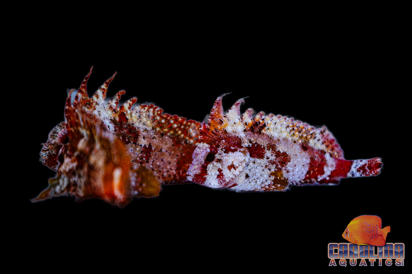 Waspfish - Red Pygmy