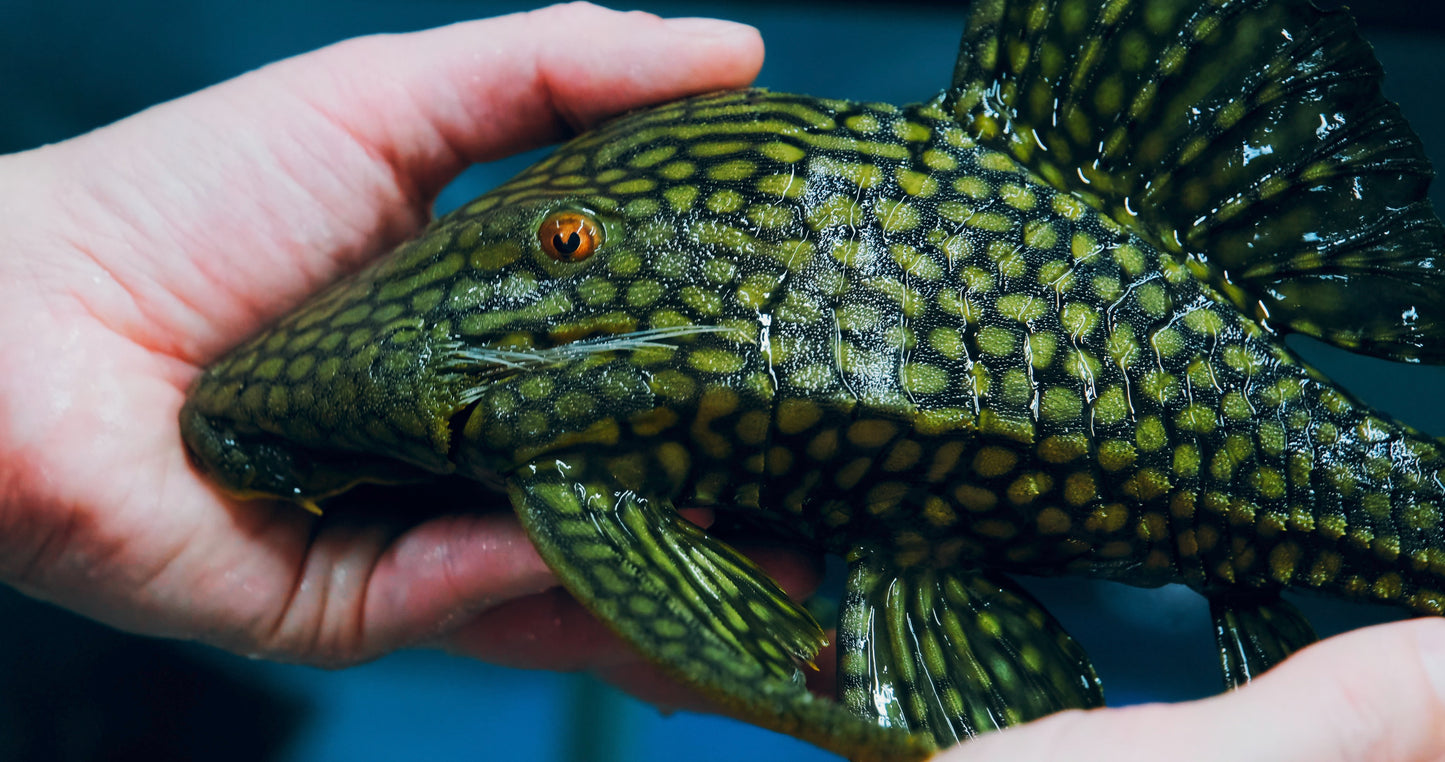 Pleco - Watermelon L-330 Half Spot Lg