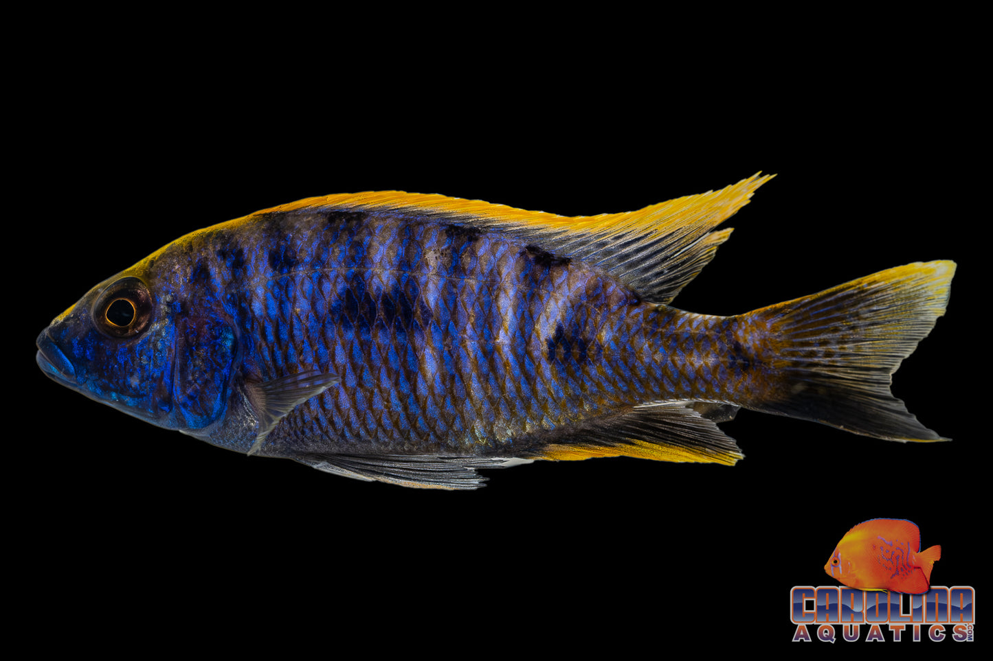 African - Yellow Blaze Zimbabwe Rock 2.5in.
