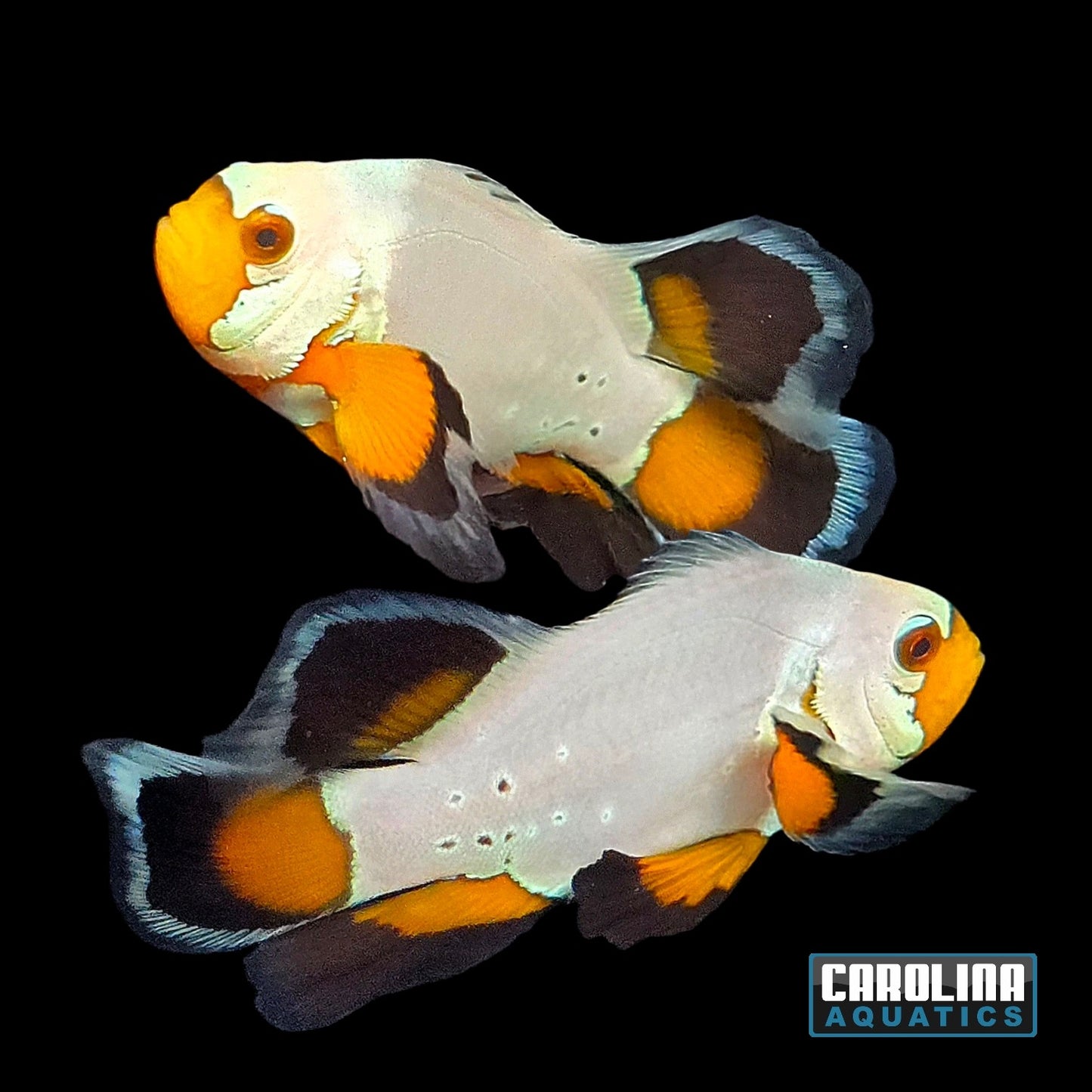 Clown - Flurry Longfin